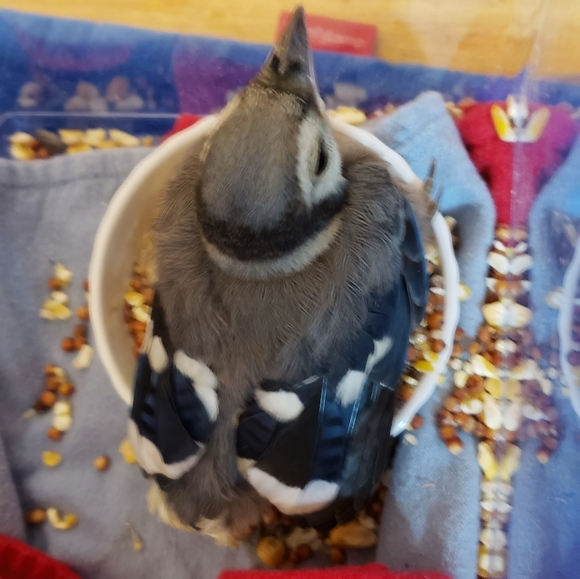 Meet your Posher, Tresa - Picture 2 of 4